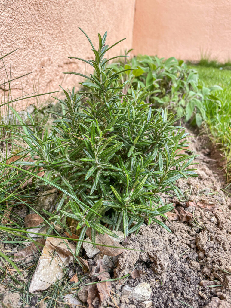 Gartenarbeit im März - Rosmarin