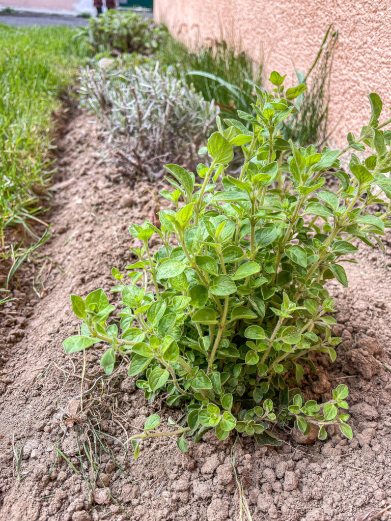 Gartenarbeit im März - Oregano