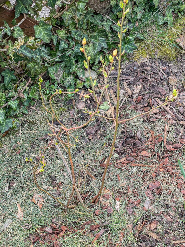 Gartenarbeit im März - Blaubeere / Heidelbeere